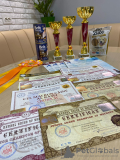 Foto №3. Offene Reservierung für coole Welpen von Amstaff. Moldawien