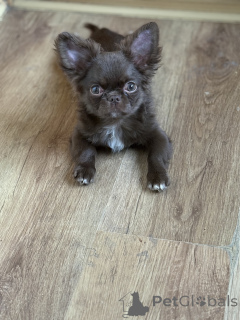 Foto №4. Ich werde verkaufen chihuahua in der Stadt Minsk. züchter - preis - 600€