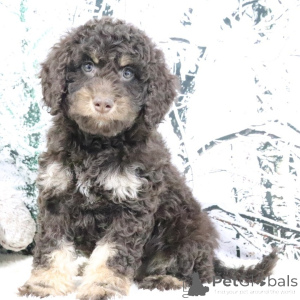 Foto №1. golden retriever - zum Verkauf in der Stadt Stadt von London | verhandelt | Ankündigung № 160903