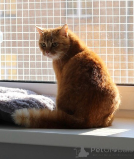 Foto №2 zu Ankündigung № 135433 zu verkaufen  - einkaufen Russische Föderation 