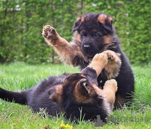 Foto №1.  - zum Verkauf in der Stadt Hervanta | verhandelt | Ankündigung № 162116