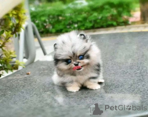 Foto №1.  - zum Verkauf in der Stadt Chicago | 425€ | Ankündigung № 137541