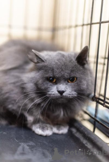 Foto №2 zu Ankündigung № 159244 zu verkaufen  - einkaufen Russische Föderation aus dem tierheim