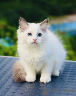 Foto №2 zu Ankündigung № 121525 zu verkaufen ragdoll-katze - einkaufen Australien züchter