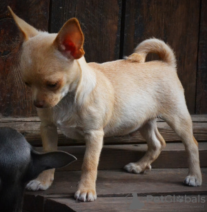 Zusätzliche Fotos: Chihuahua