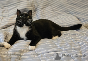 Foto №4. Ich werde verkaufen  in der Stadt Minsk. quotient 	ankündigung - preis - Frei