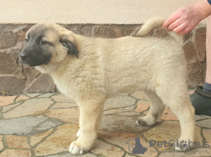 Zusätzliche Fotos: Türkische Kangal-Welpen