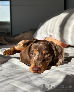 Foto №2 zu Ankündigung № 130509 zu verkaufen dackel - einkaufen USA quotient 	ankündigung