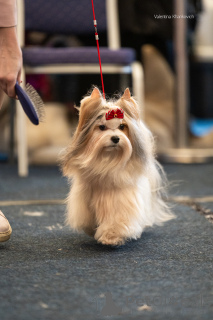 Foto №4. Paarung biewer terrier in Russische Föderation. Ankündigung № 135415