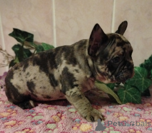 Foto №3. Süße französische Bulldoggenwelpen.. Weißrussland
