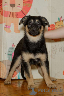Foto №1. deutscher schäferhund - zum Verkauf in der Stadt Москва | Frei | Ankündigung № 42083