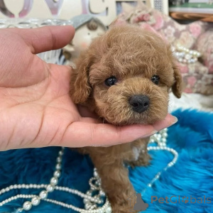 Foto №1. pudel (toy) - zum Verkauf in der Stadt Helsinki | 1000€ | Ankündigung № 163133