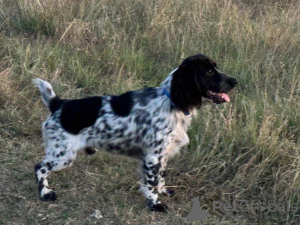 Foto №1. russian spaniel - zum Verkauf in der Stadt Simferopol | verhandelt | Ankündigung № 146006