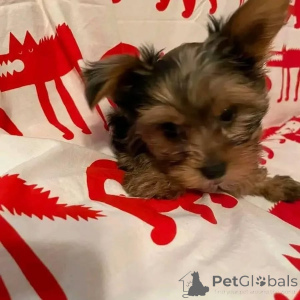 Foto №2 zu Ankündigung № 164798 zu verkaufen yorkshire terrier - einkaufen Deutschland quotient 	ankündigung, aus dem tierheim