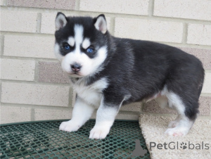 Foto №3. Siberian Husky-Welpen. Schweden