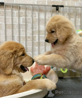 Foto №2 zu Ankündigung № 137948 zu verkaufen golden retriever - einkaufen Deutschland züchter
