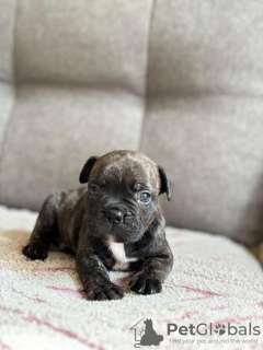 Foto №1. französische bulldogge - zum Verkauf in der Stadt Tartu | verhandelt | Ankündigung № 126503