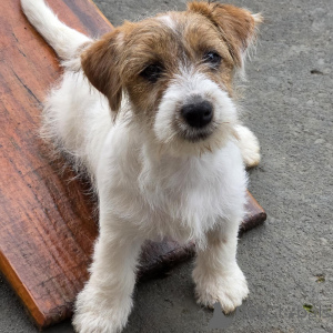 Foto №2 zu Ankündigung № 171875 zu verkaufen jack russell terrier - einkaufen Deutschland quotient 	ankündigung, züchter