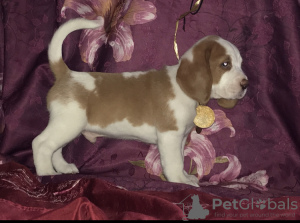 Foto №1. beagle - zum Verkauf in der Stadt Москва | 602€ | Ankündigung № 7985