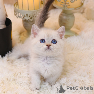 Foto №1. munchkin - zum Verkauf in der Stadt Kalifornien | 372€ | Ankündigung № 152256