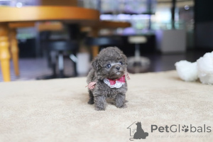 Foto №3. Dean Janet Kay Welpen Haus. USA