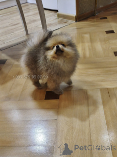 Foto №3. Ein echter, kompakter Zwergspitz mit FCI-Stammbaum.. Georgien