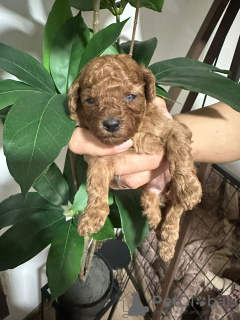 Foto №3. Miniaturwelpen. Serbien