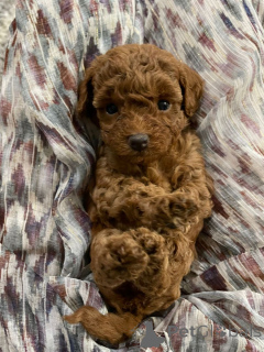 Foto №3. Pudel (königlich). Deutschland