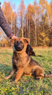 Foto №4. Ich werde verkaufen deutscher schäferhund in der Stadt Krakau. quotient 	ankündigung, züchter - preis - 1000€