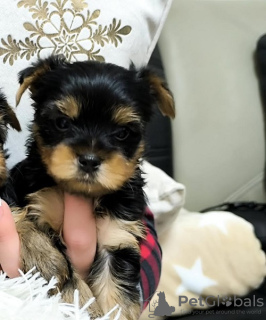 Foto №3. Yorkshire Terrier. Serbien