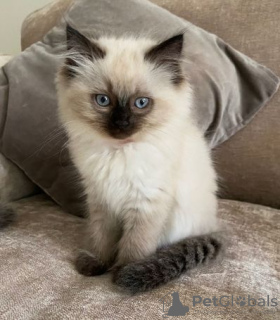 Foto №2 zu Ankündigung № 95078 zu verkaufen ragdoll-katze - einkaufen Deutschland quotient 	ankündigung