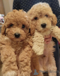 Foto №2 zu Ankündigung № 138810 zu verkaufen pudel (toy) - einkaufen Serbien 