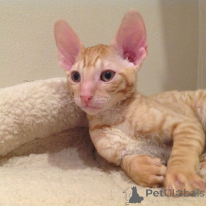 Foto №2 zu Ankündigung № 173133 zu verkaufen cornish rex - einkaufen Montenegro quotient 	ankündigung, züchter
