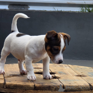Foto №3. Niedliche Jack-Russell-Terrier-Welpen, kleine Sportler mit großen Herzen. Tschechische Republik