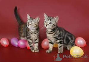 Foto №2 zu Ankündigung № 161081 zu verkaufen american shorthair - einkaufen Finnland quotient 	ankündigung, züchter