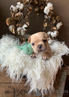 Foto №2 zu Ankündigung № 64573 zu verkaufen französische bulldogge - einkaufen Deutschland quotient 	ankündigung