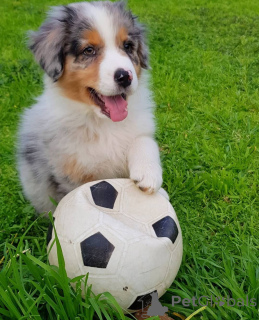 Foto №3. Bezaubernde Australian Shepherd Welpen suchen ein liebevolles Zuhause!. Griechenland