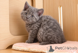 Foto №1. selkirk rex shorthair - zum Verkauf in der Stadt Dettenheim | 350€ | Ankündigung № 177578
