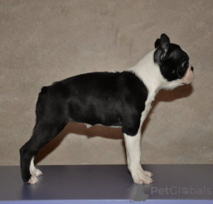 Zusätzliche Fotos: Boston Terrier Welpen zu verkaufen