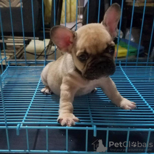 Foto №3. FRANZÖSISCHE BULLDOGGEN-WELPEN ZU VERKAUFEN, MANILA, 09457024296 HUNDE. Die Philippinen