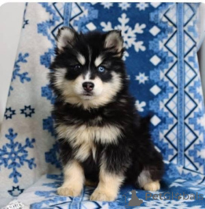 Foto №3. Wuff! Wuff! Hallo! Schau dir meine durchdringenden Augen und flauschigen Ohren. Großbritannien