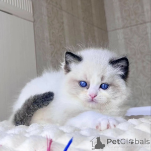 Foto №2 zu Ankündigung № 156269 zu verkaufen ragdoll-katze - einkaufen Griechenland quotient 	ankündigung