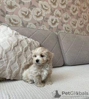 Foto №2 zu Ankündigung № 130427 zu verkaufen maltipu - einkaufen Polen quotient 	ankündigung