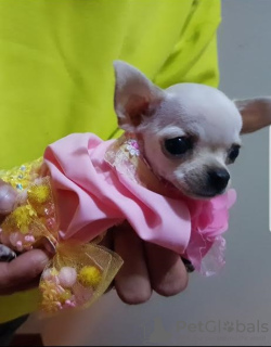 Foto №3. Prinzessin Mini-Chihuahuas. Serbien