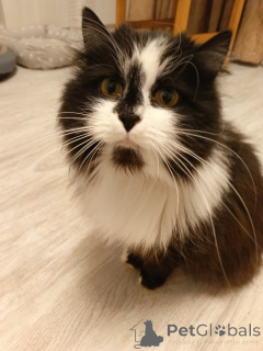 Foto №2 zu Ankündigung № 157977 zu verkaufen  - einkaufen Russische Föderation quotient 	ankündigung