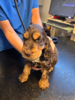 Foto №4. Ich werde verkaufen english cocker spaniel in der Stadt Alavus. quotient 	ankündigung - preis - 581€