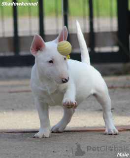 Zusätzliche Fotos: Mini-Bullterrier-Welpen