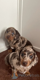 Foto №1. dackel - zum Verkauf in der Stadt Anderu | Frei | Ankündigung № 166519