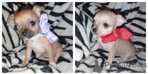 Zusätzliche Fotos: Chihuahua Welpen zu verkaufen
