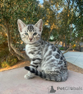 Foto №1. bengal katzenrasse - zum Verkauf in der Stadt Dresden | 750€ | Ankündigung № 152553